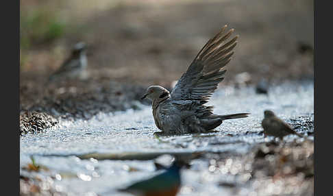 Brillentaube (Streptopelia decipiens)