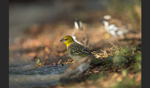 Dorfweber (Ploceus cucullatus)