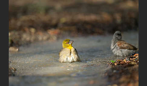 Dorfweber (Ploceus cucullatus)