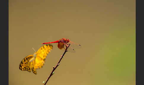 Gefleckte Sonnenzeiger (Trithemis kirbyi)