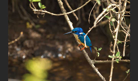 Kobalteisvogel (Alcedo semitorquata)