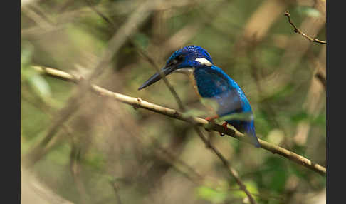 Kobalteisvogel (Alcedo semitorquata)