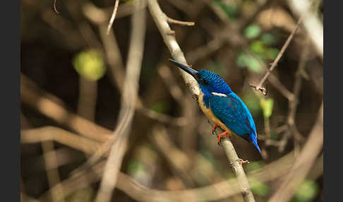 Kobalteisvogel (Alcedo semitorquata)