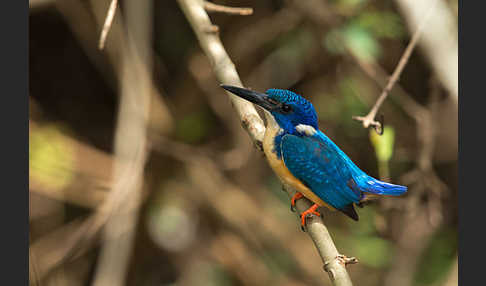 Kobalteisvogel (Alcedo semitorquata)