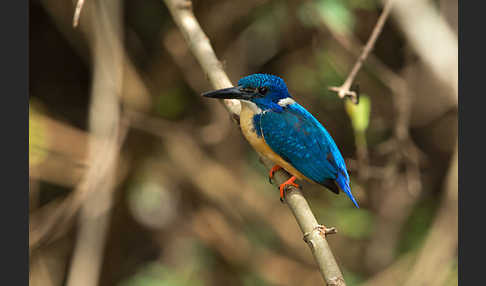 Kobalteisvogel (Alcedo semitorquata)