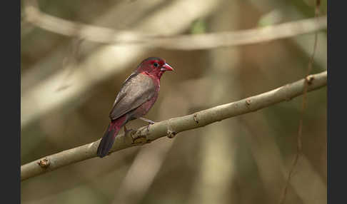 Pünktchenamarant (Lagonosticta rufopicta)