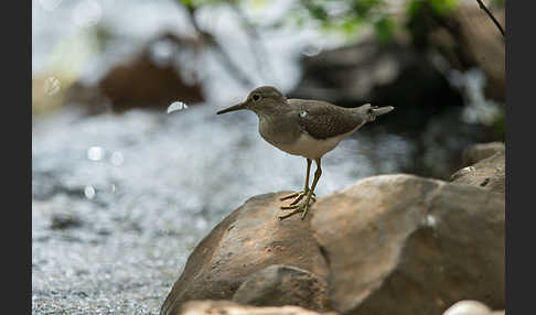 Flußuferläufer (Actitis hypoleucos)