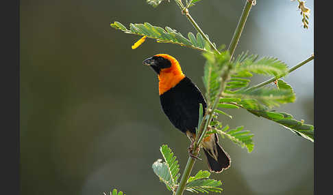 Flammenweber (Euplectes hordeaceus)