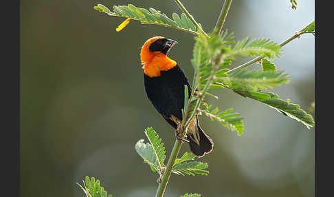 Flammenweber (Euplectes hordeaceus)