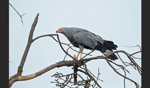 Höhlenweihe (Polyboroides typus)