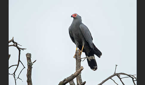 Höhlenweihe (Polyboroides typus)