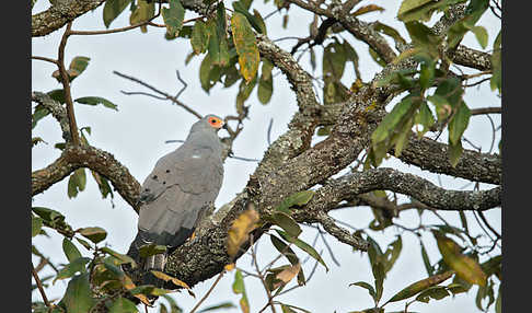 Höhlenweihe (Polyboroides typus)