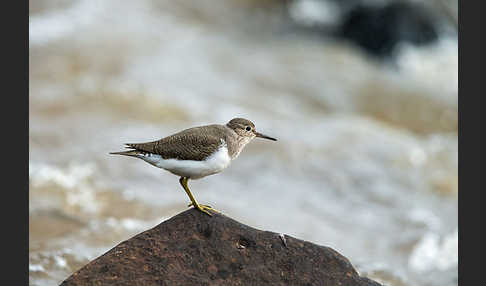 Flußuferläufer (Actitis hypoleucos)