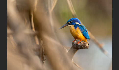 Kobalteisvogel (Alcedo semitorquata)