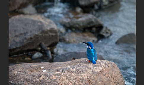 Kobalteisvogel (Alcedo semitorquata)