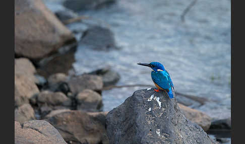 Kobalteisvogel (Alcedo semitorquata)