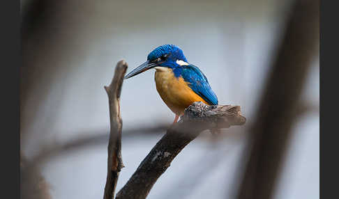 Kobalteisvogel (Alcedo semitorquata)