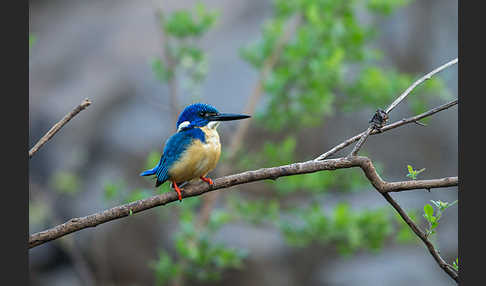 Kobalteisvogel (Alcedo semitorquata)