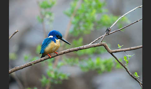 Kobalteisvogel (Alcedo semitorquata)