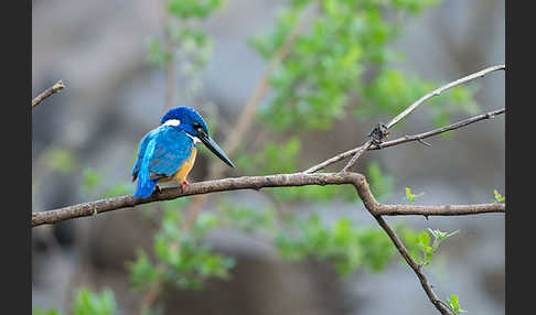 Kobalteisvogel (Alcedo semitorquata)