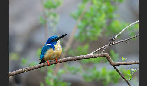 Kobalteisvogel (Alcedo semitorquata)