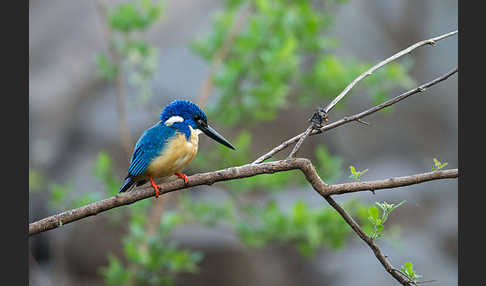 Kobalteisvogel (Alcedo semitorquata)