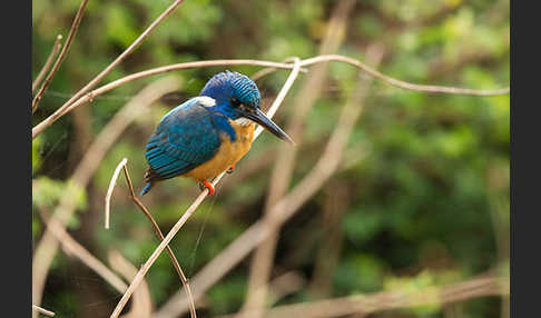 Kobalteisvogel (Alcedo semitorquata)