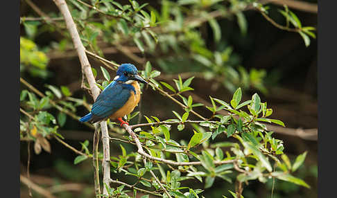 Kobalteisvogel (Alcedo semitorquata)