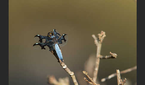 Portia Witwe (Palpopleura portia)