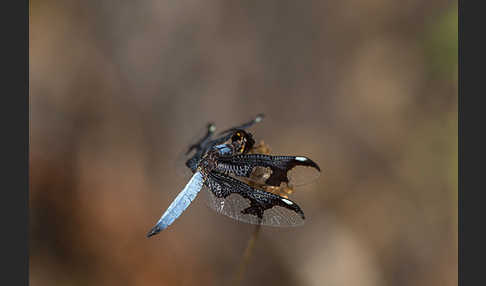 Portia Witwe (Palpopleura portia)