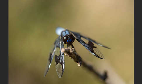 Portia Witwe (Palpopleura portia)