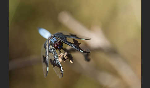 Portia Witwe (Palpopleura portia)