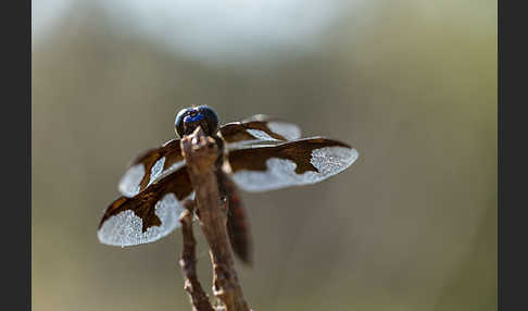 Portia Witwe (Palpopleura portia)