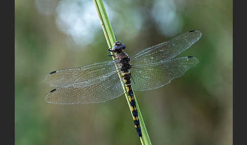 Gefleckter Wasserfallkreuzer (Zygonyx torridus)
