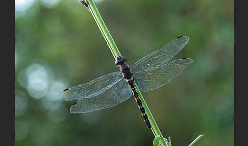 Gefleckter Wasserfallkreuzer (Zygonyx torridus)