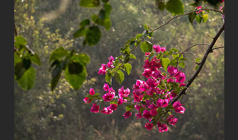 Drillingsblume spec. (Bougainvillea spec.)