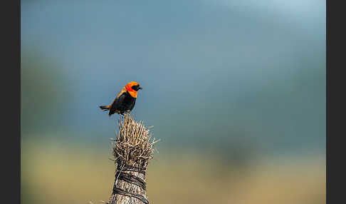 Flammenweber (Euplectes hordeaceus)
