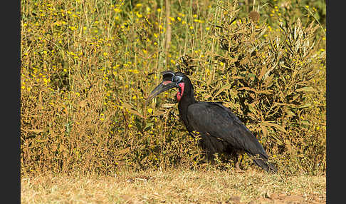 Sudanhornrabe (Bucorvus abyssinicus)