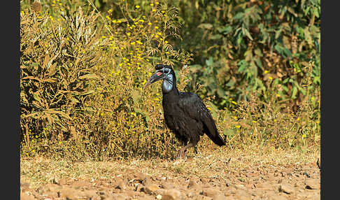 Sudanhornrabe (Bucorvus abyssinicus)