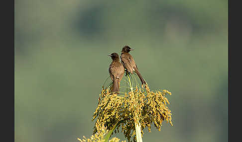 Graubülbül (Pycnonotus barbatus spurius)