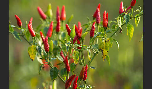 Paprika spec. (Capsicum spec.)