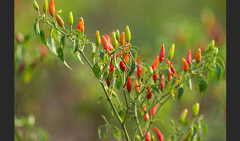 Paprika spec. (Capsicum spec.)