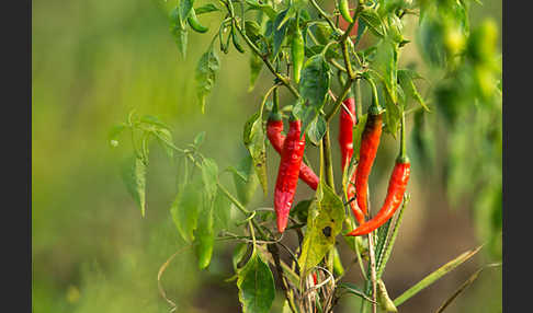 Paprika spec. (Capsicum spec.)