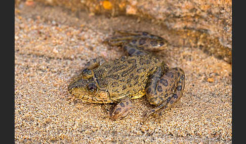 Gekrönter Ochsenfrosch (Hoplobatrachus occipitalis)