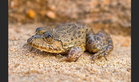 Gekrönter Ochsenfrosch (Hoplobatrachus occipitalis)