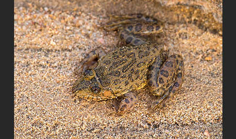 Gekrönter Ochsenfrosch (Hoplobatrachus occipitalis)