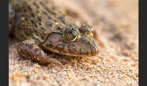 Gekrönter Ochsenfrosch (Hoplobatrachus occipitalis)