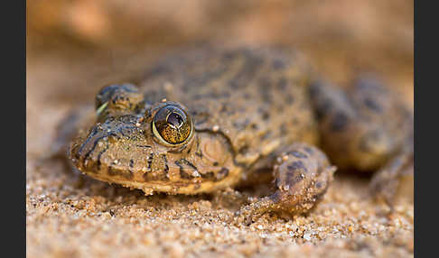 Gekrönter Ochsenfrosch (Hoplobatrachus occipitalis)