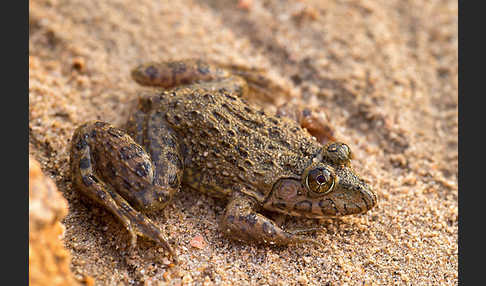 Gekrönter Ochsenfrosch (Hoplobatrachus occipitalis)