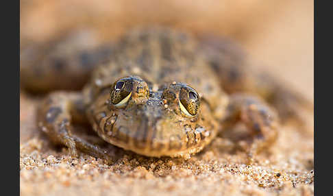 Gekrönter Ochsenfrosch (Hoplobatrachus occipitalis)